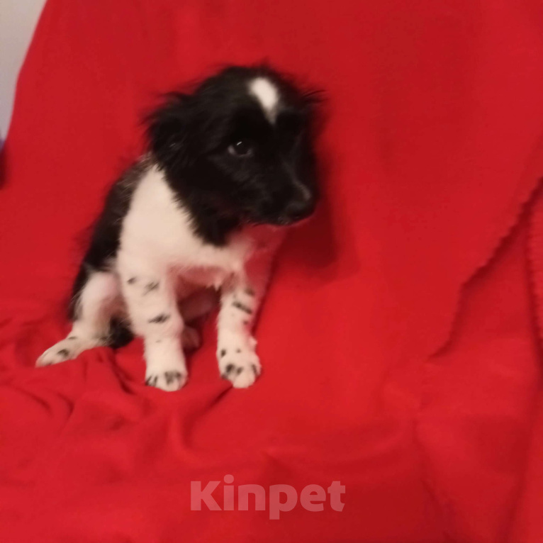 Собаки в Санкт-Петербурге: Щенок в добрые руки  Мальчик, Бесплатно - фото 2