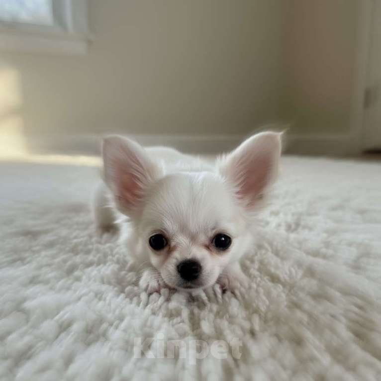 Собаки в Москве: Чихуахуа мини мальчик дш Мальчик, 80 000 руб. - фото 1