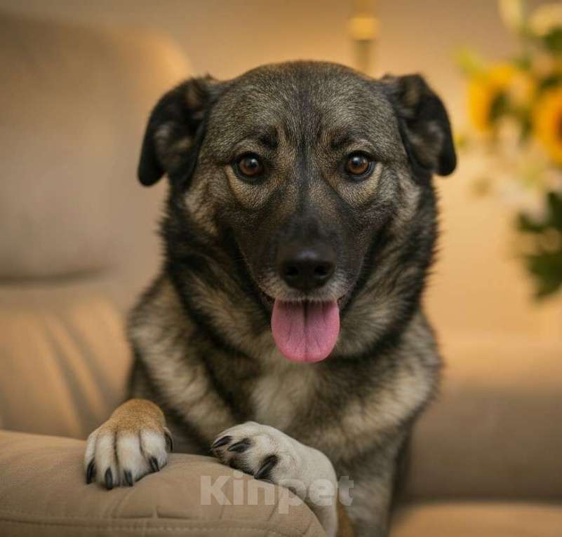 Собаки в Москве: Собака в добрые руки Девочка, Бесплатно - фото 1