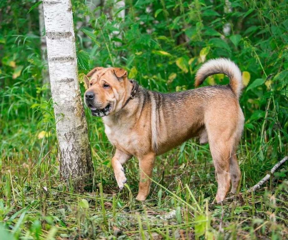 Собаки в Ногинске: Метис шарпея Шарон в поиске дома Мальчик, Бесплатно - фото 6