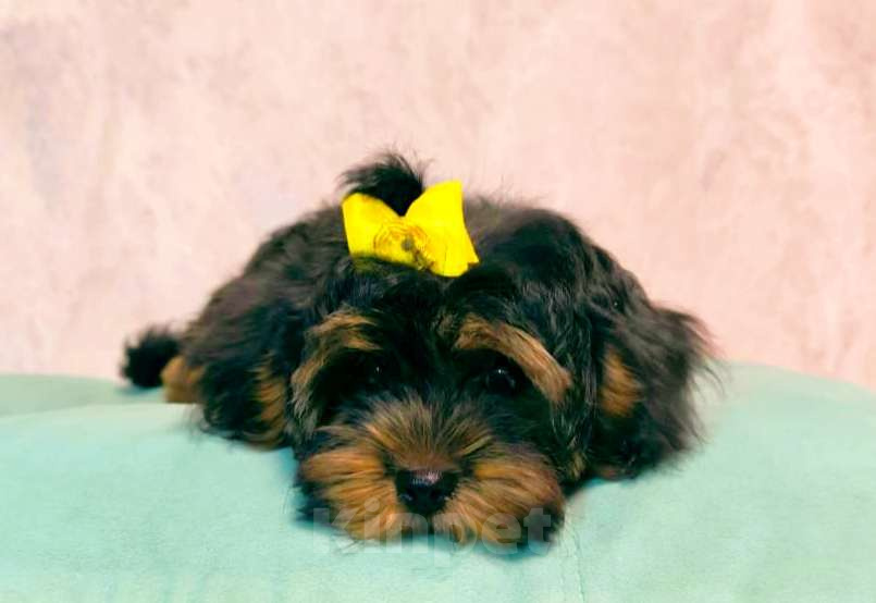 Собаки в Москве: Шикарная девочка-малышка мальтипу Девочка, 66 000 руб. - фото 4