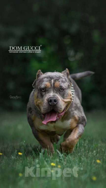 Собаки в Сочи: Щенки, Американские булли Мальчик, Бесплатно - фото 8