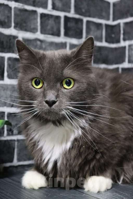 Кошки в Москве: Мягкий, пушистый, уютный кот - Пушистик Мальчик, Бесплатно - фото 3