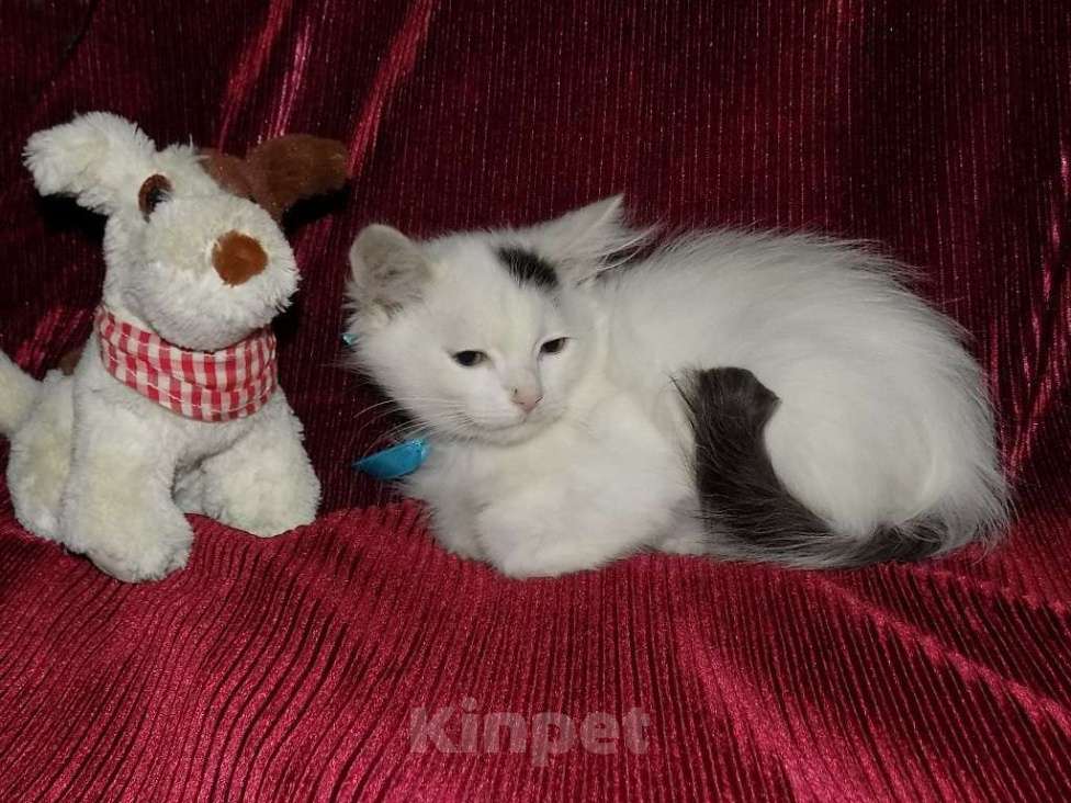 Кошки в Москве: Турецкий ван, котята Мальчик, 15 000 руб. - фото 3