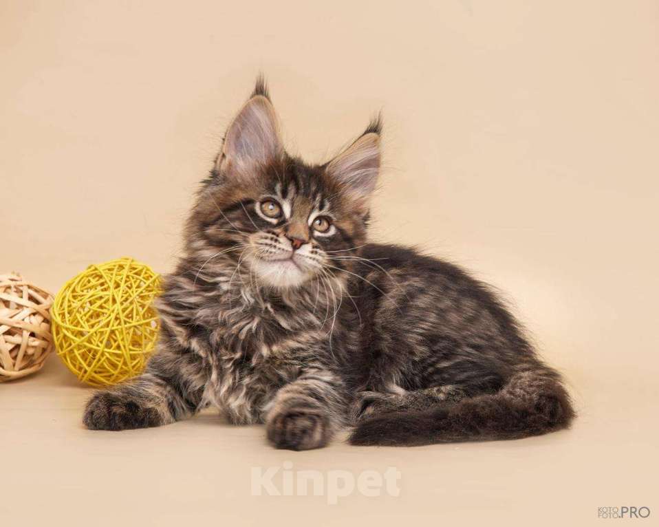 Кошки в Новосибирске: Котик Апполон Мальчик, 40 000 руб. - фото 5