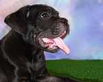 Собаки в Москве: Очароваровательна черная красавица. кане корсо, 40 000 руб. - фото 5