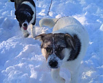Собаки в Домодедово: Сибирская девочка 6 мес. в добрые руки Девочка, Бесплатно - фото 7