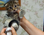 Кошки в Клине: Прекрасные котята ждут новых хозяев Мальчик, 20 руб. - фото 5