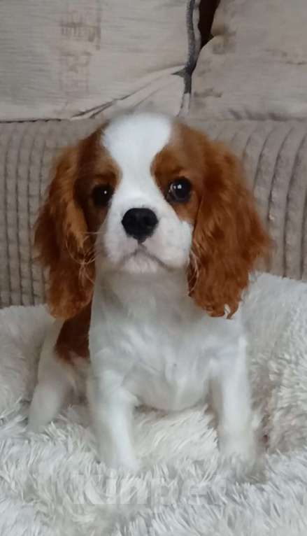 Собаки в Москве: Девочка Кавалер Кинг Чарльз спаниель  Девочка, Бесплатно - фото 4