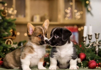 Собаки в Архангельске: Вельш Корги Кардиган Разнополые, Бесплатно - фото 1