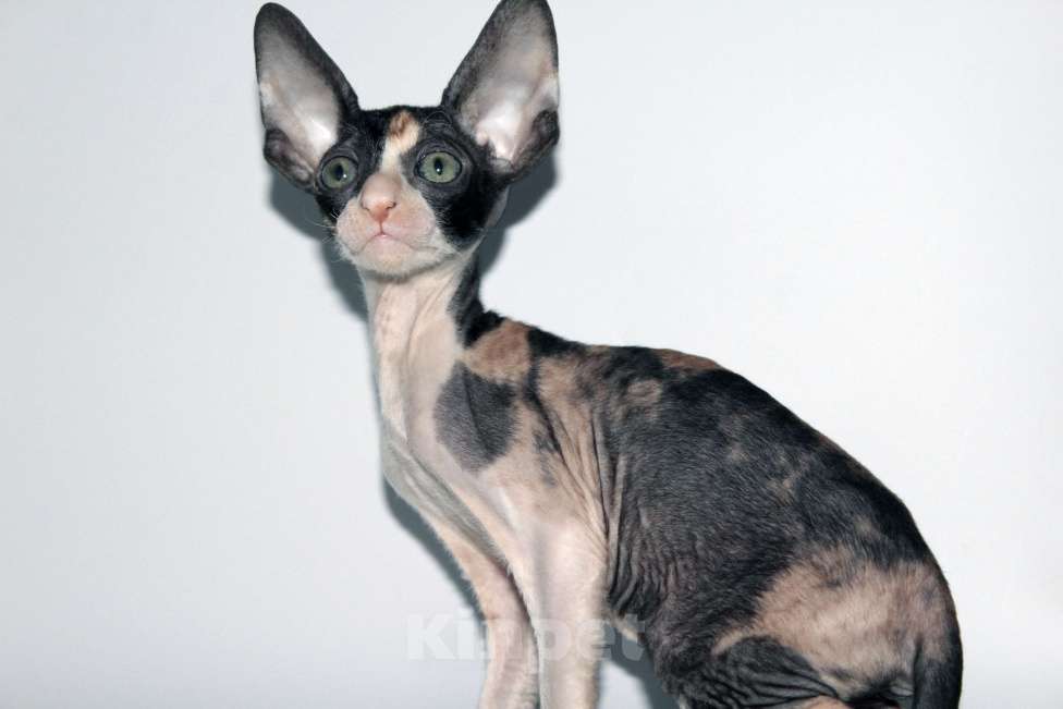 Кошки в Москве: котята из питомника Корнелита Девочка, 80 000 руб. - фото 2