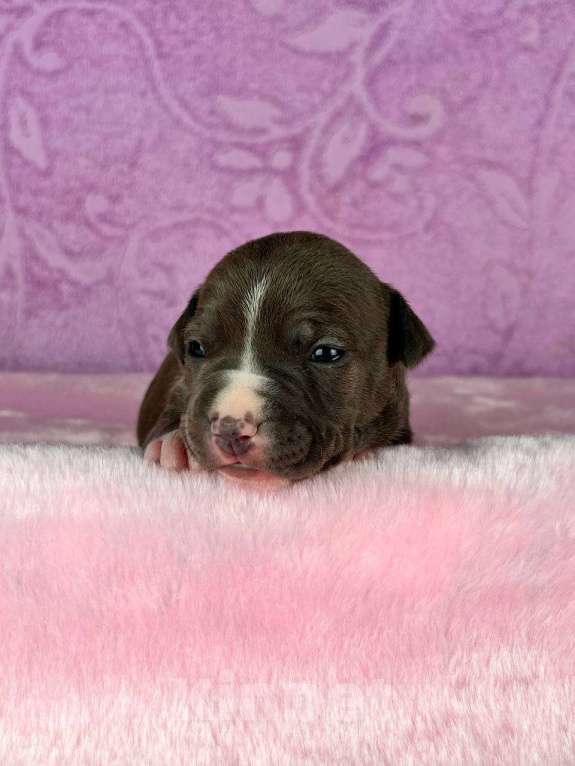 Собаки в Москве: Шикарная девочка амстаффа Девочка, 140 000 руб. - фото 5