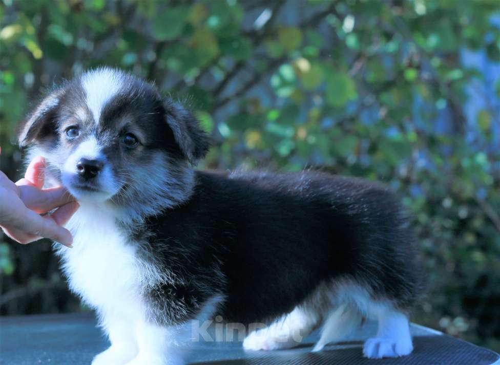 Собаки в Москве: вельш корги пемброк щенки Мальчик, 90 000 руб. - фото 8