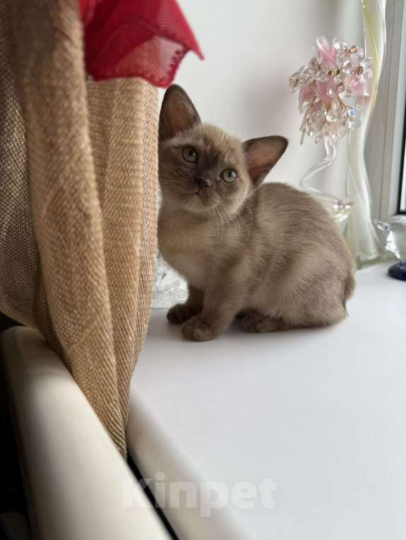 Кошки в Брянске: Котята бурмы Мальчик, 50 000 руб. - фото 3