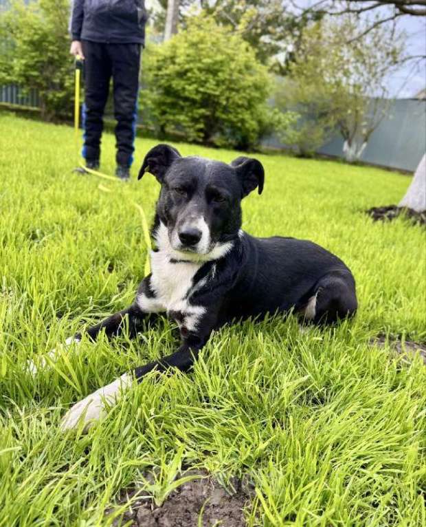 Собаки в других городах Московской области: Ромео - Ваш спокойный и добрый друг ❤ Мальчик, Бесплатно - фото 4