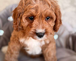 Собаки в Москве: Кавапу щенок Мальчик, 85 000 руб. - фото 2