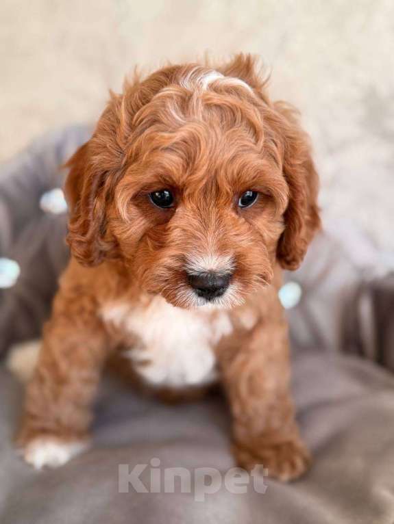 Собаки в Москве: Кавапу щенок Мальчик, 85 000 руб. - фото 2