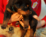 Собаки в Иваново: Щенки ротвейлера от импортного производителя! 💥 Мальчик, 55 руб. - фото 10