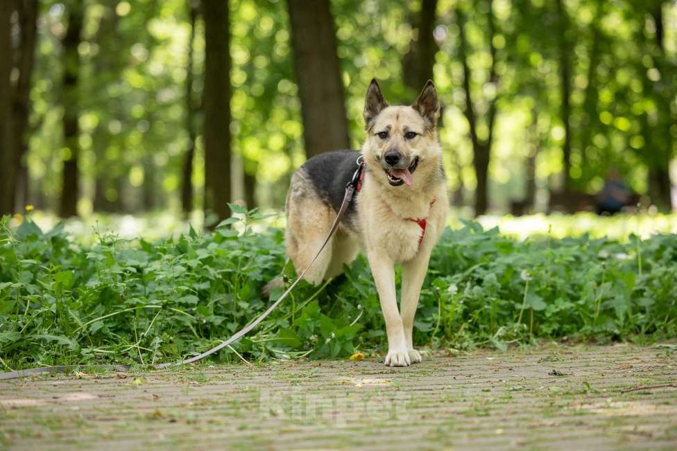 Собаки в Москве: Пеппи ищет дом Девочка, Бесплатно - фото 2