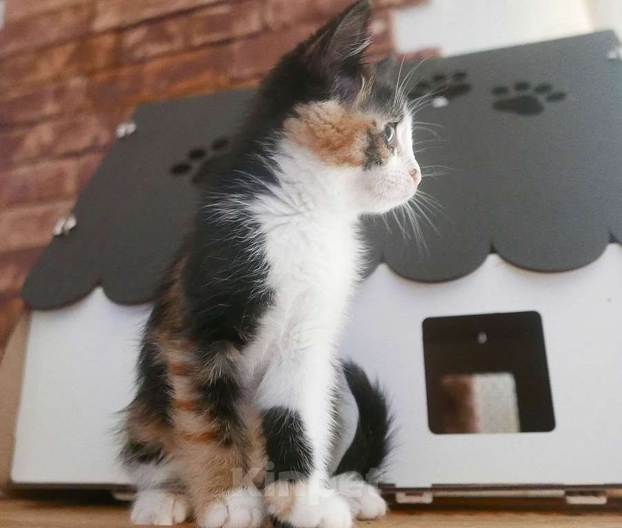 Кошки в Красногорске: Трехцветка Бусечка Девочка, 50 руб. - фото 2