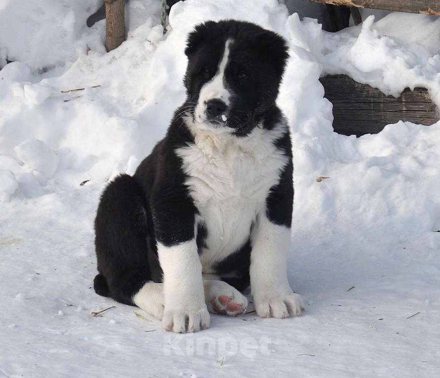 Собаки в Новосибирске: Щенки среднеазиатской овчарки Разнополые, Бесплатно - фото 5