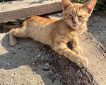 Кошки в Керчи: Продаю котят  Мальчик, 50 руб. - фото 3