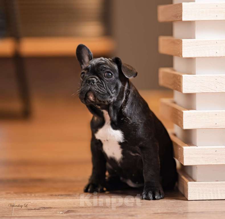 Собаки в Санкт-Петербурге: Кобель тигровый Мальчик, Бесплатно - фото 1