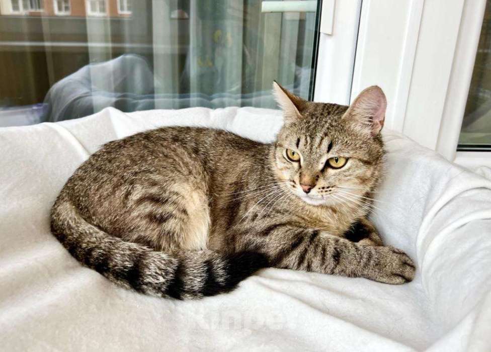 Кошки в Москве: Необыкновенно яркий котик Шелдон в добрые руки  Мальчик, Бесплатно - фото 7