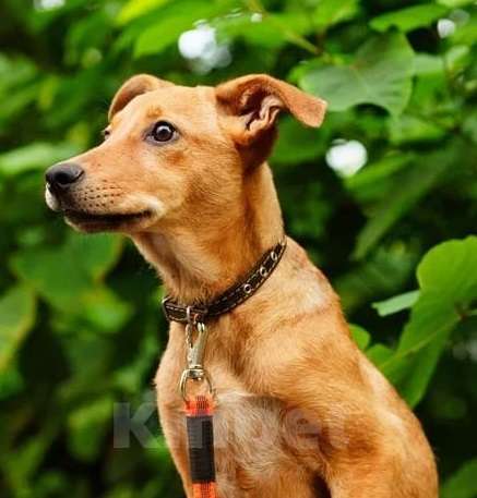 Собаки в Москве: Милый рыжий щенок Злата Девочка, Бесплатно - фото 3