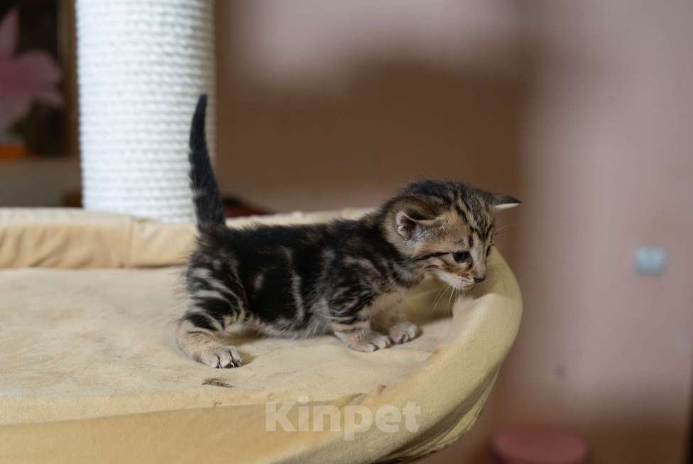 Кошки в Санкт-Петербурге: КОТЯТА Манчкин коротколапые Мальчик, 38 000 руб. - фото 6