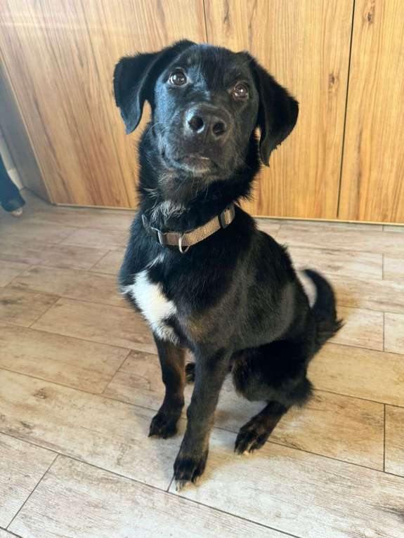 Собаки в Москве: Яша ищет маму Мальчик, Бесплатно - фото 2