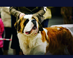 Собаки в Старом Осколе: Предлагается кобель для вязки.  Мальчик, 30 000 руб. - фото 3