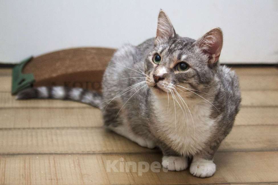 Кошки в Москве:  Ищет дом молодой котик цвета серебра, Сильвер нуждается в семье! Мальчик, Бесплатно - фото 5