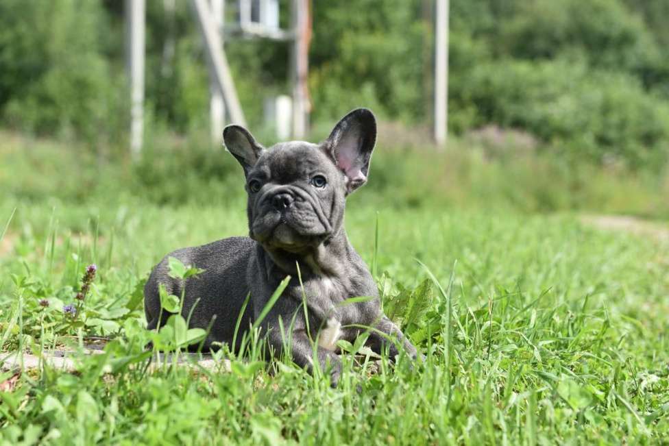 Собаки в Москве: Французский бульдог щенки  Мальчик, 50 000 руб. - фото 6