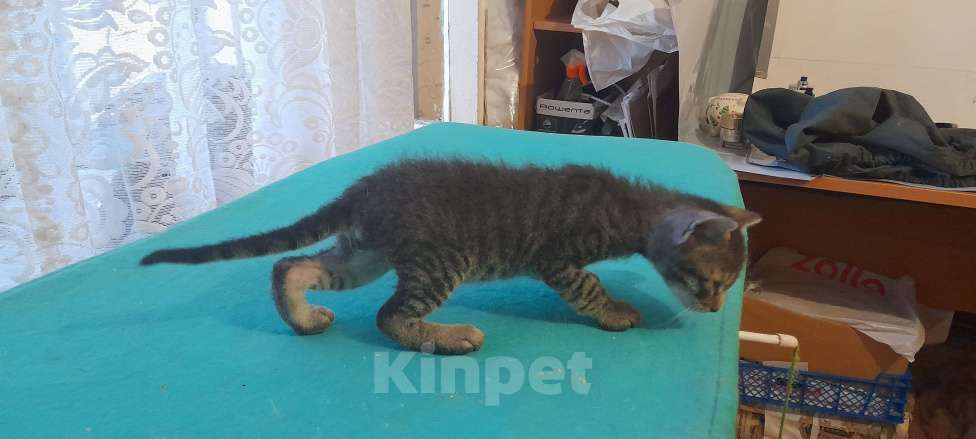 Кошки в Оренбурге: Продажа котёнка Мальчик, 5 000 руб. - фото 5