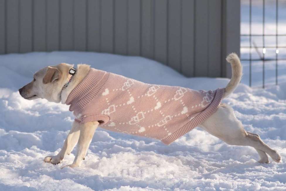 Собаки в Москве: Небольшая собачка Луна ищет дом! Девочка, Бесплатно - фото 6