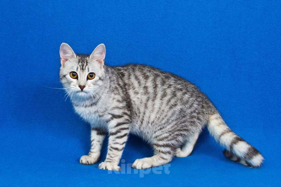 Кошки в Люберцах: Аристократичный котик-подросток Джонни ищет любящую семью! Мальчик, Бесплатно - фото 6