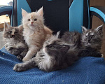 Кошки в Санкт-Петербурге: Мейн-кун котята Девочка, 12 000 руб. - фото 4