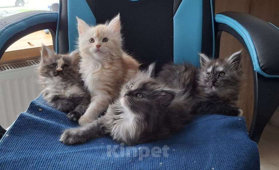 Кошки в Санкт-Петербурге: Мейн-кун котята Девочка, 12 000 руб. - фото 4