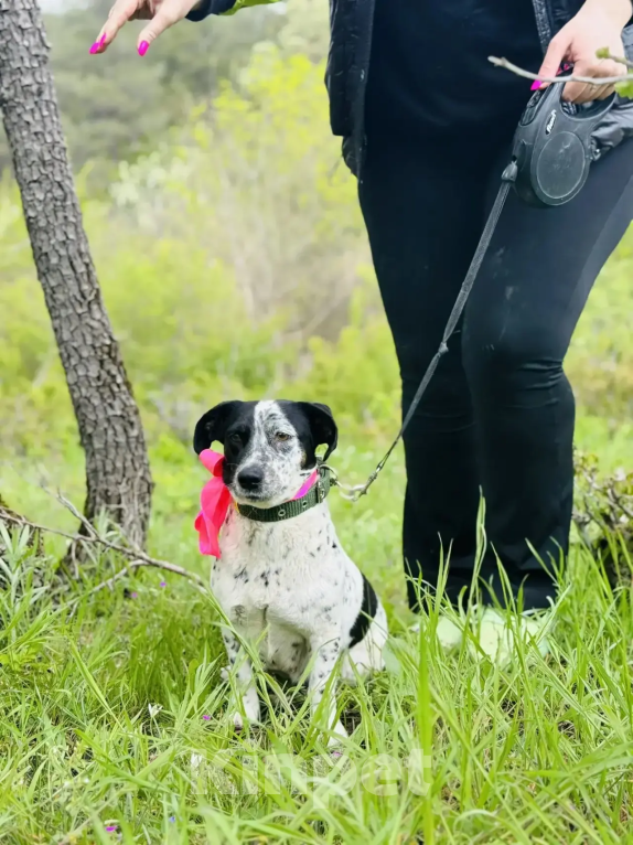 Собаки в Новороссийске: Веснушка ищет дом Девочка, 99 руб. - фото 3