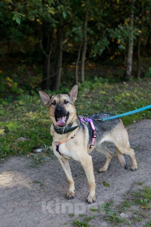 Собаки в Москве: Мила самая милая и добрая собака ищет дом! Девочка, Бесплатно - фото 3