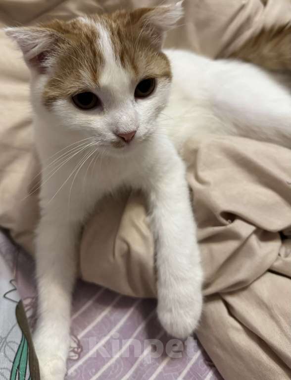 Кошки в Симферополе: Кошечка Буся в поиске хозяев  Девочка, Бесплатно - фото 3