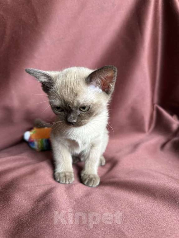 Кошки в Брянске: Котята бурмы Мальчик, 50 000 руб. - фото 4