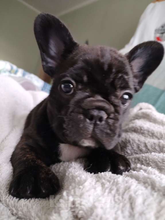 Собаки в Новосибирске: 1 Девочка, 50 000 руб. - фото 4