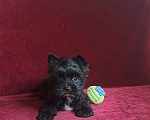 Собаки в Санкт-Петербурге: Чёрный Бриллиант с прекрасным характером Мальчик, 65 000 руб. - фото 2