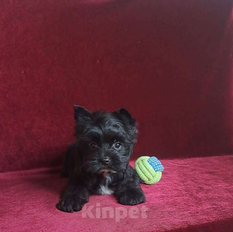 Собаки в Санкт-Петербурге: Чёрный Бриллиант с прекрасным характером Мальчик, 65 000 руб. - фото 2