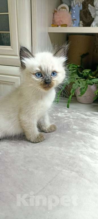 Кошки в Санкт-Петербурге: Невская маскарадная Мальчик, 15 000 руб. - фото 5