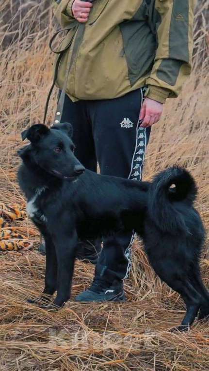 Собаки в Москве: Оникс ищет семью Мальчик, Бесплатно - фото 1