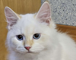 Кошки в Иркутске: Золотистый невак Мальчик, 35 000 руб. - фото 2