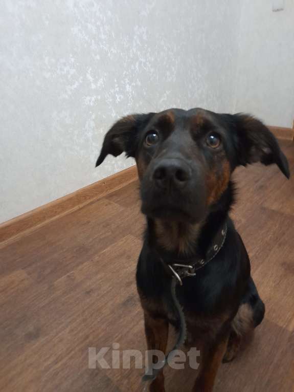 Собаки в Красноярске: Потерялась собака  Девочка, Бесплатно - фото 2